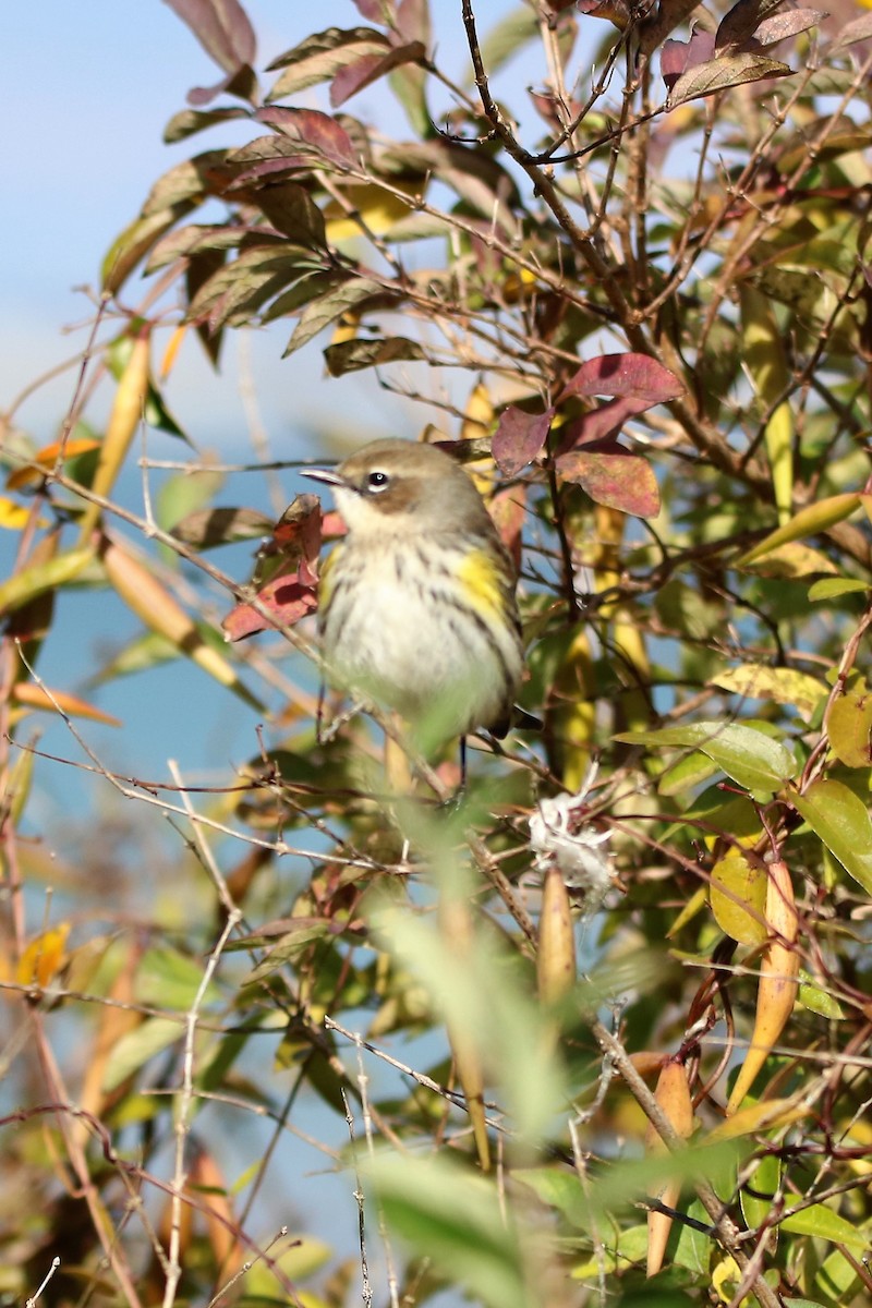 Yellow-rumped Warbler - ML119327181