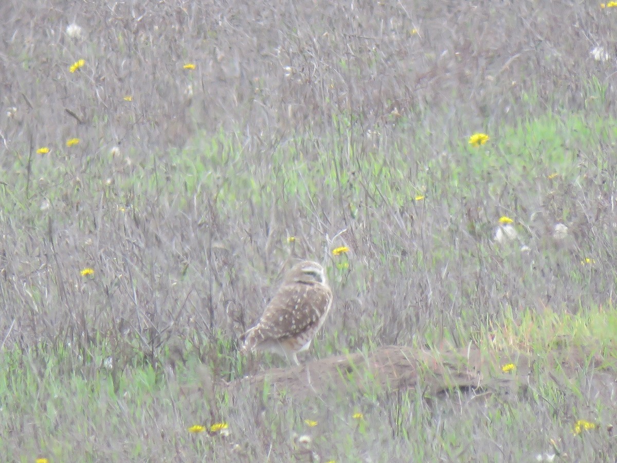 Burrowing Owl - ML119328021