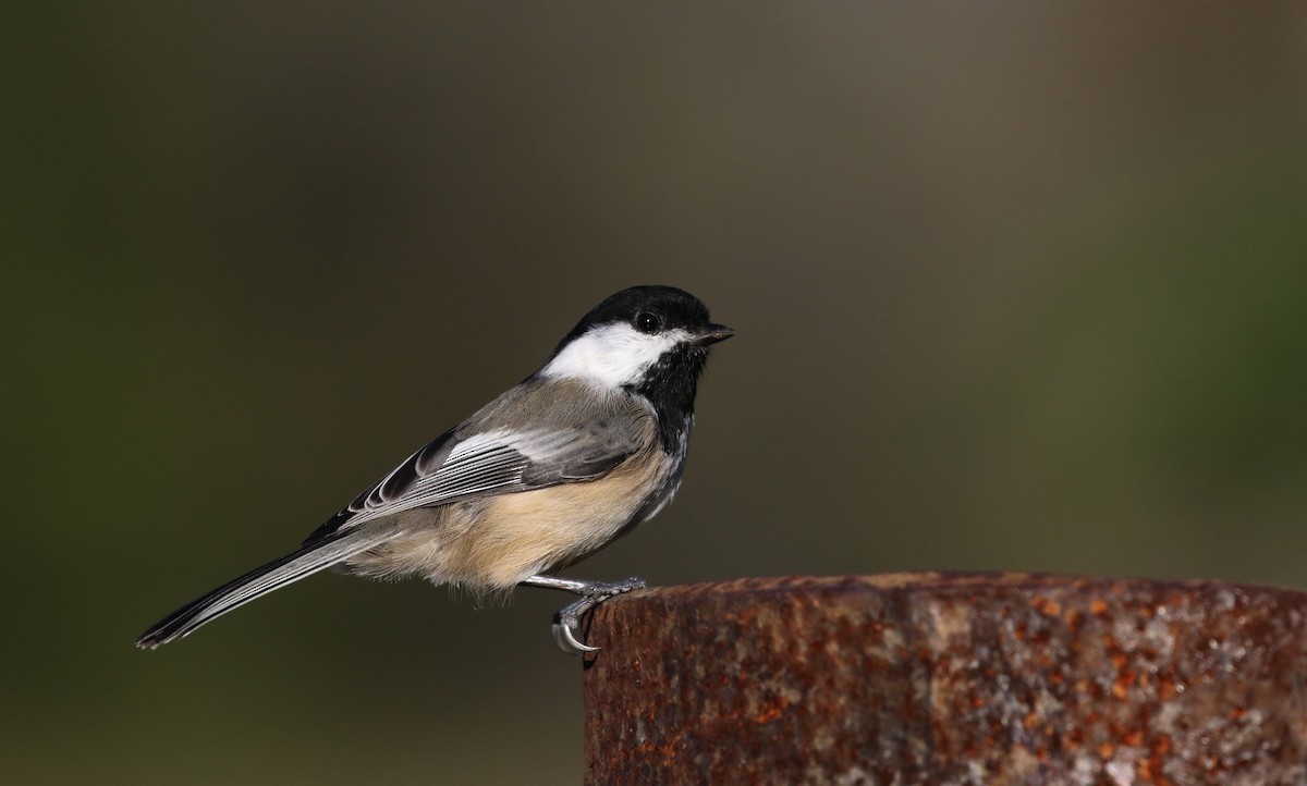 Black-capped Chickadee - ML119333091