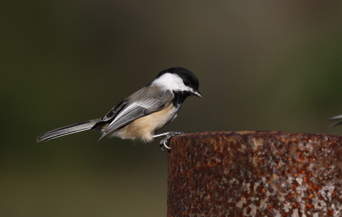 Black-capped Chickadee - ML119333121