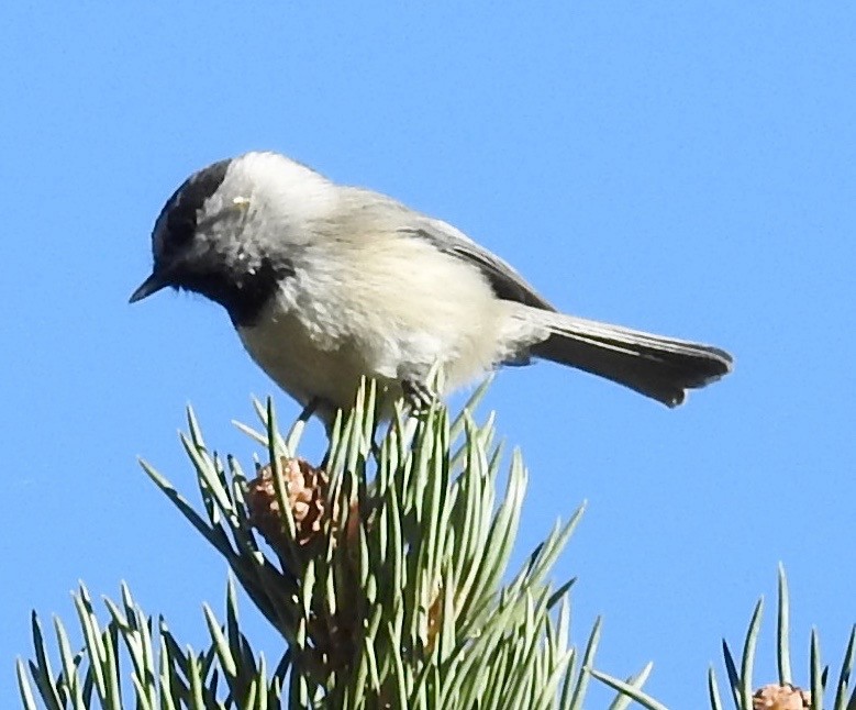 Mountain Chickadee - ML119333791