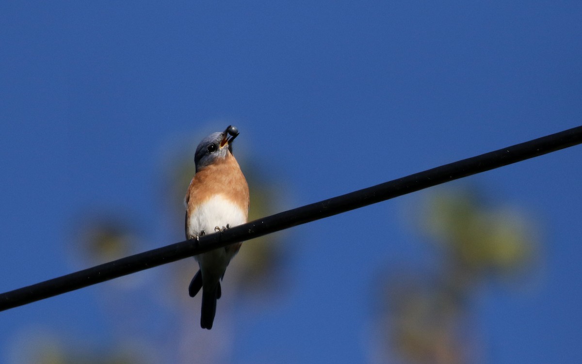 Eastern Bluebird - Jay McGowan