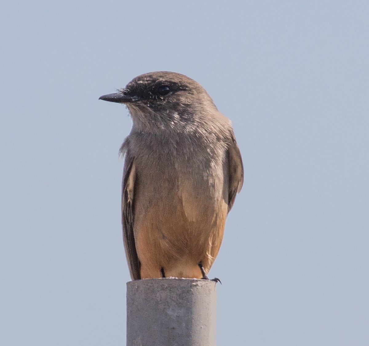 Say's Phoebe - ML119339881