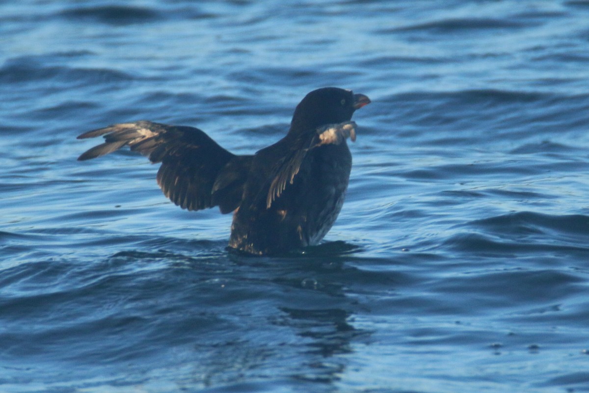 Rhinoceros Auklet - ML119341261