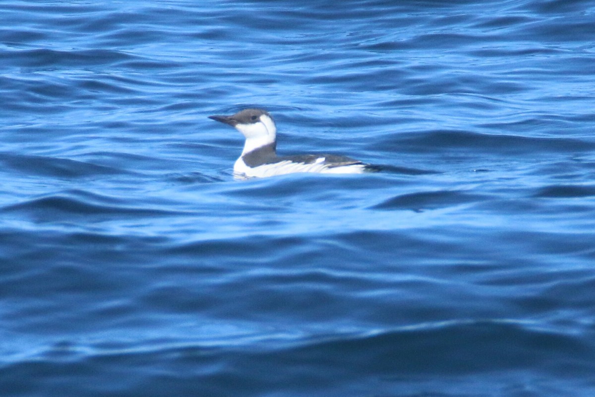 Common Murre - Ken Oeser