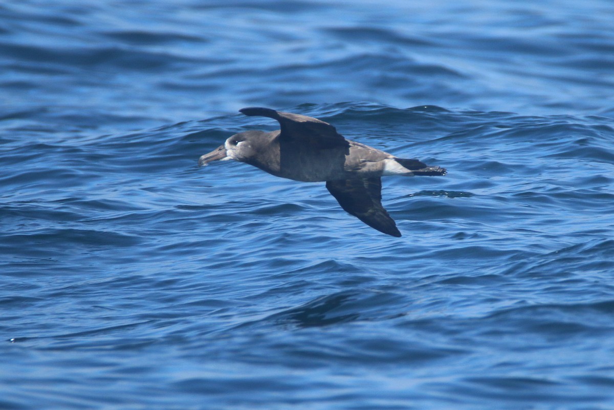 Black-footed Albatross - ML119342211