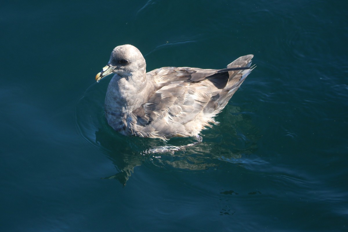 Northern Fulmar - ML119342281