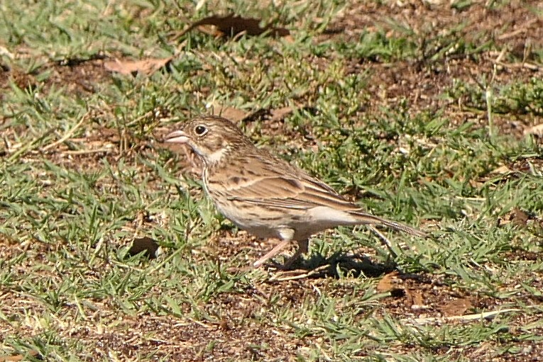 Vesper Sparrow - Robert Hamilton