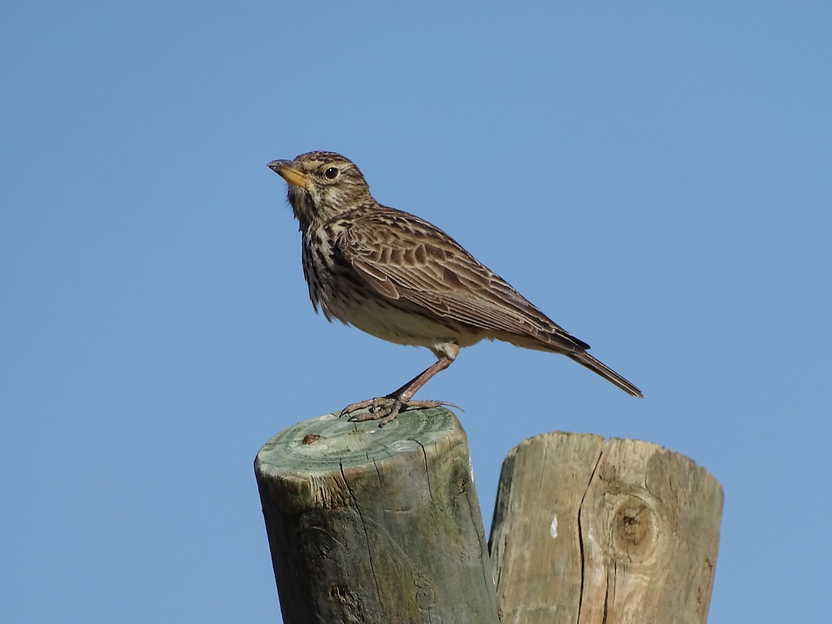 Large-billed Lark - Michael Preston