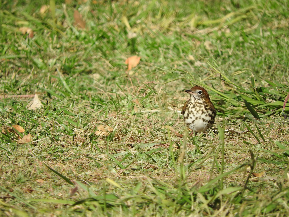 Wood Thrush - ML119345641