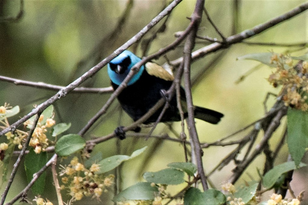 Blue-necked Tanager - ML119345901