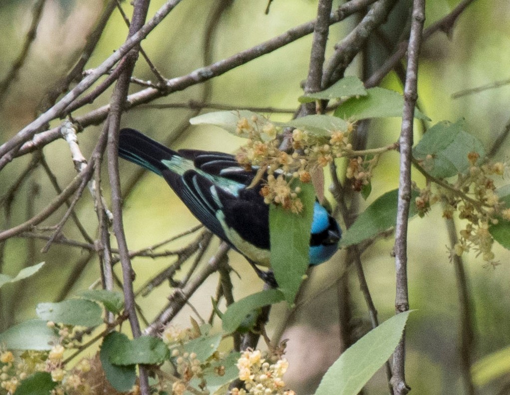 Blue-necked Tanager - ML119346071