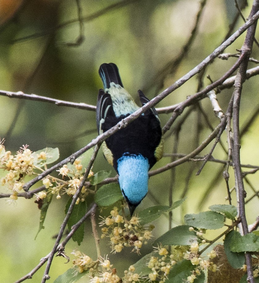 Blue-necked Tanager - ML119346201