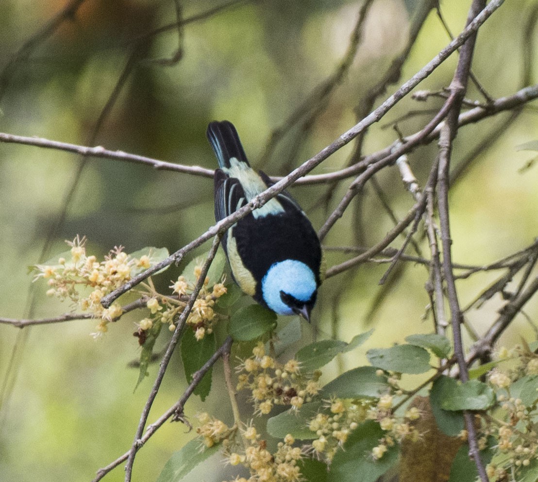 Blue-necked Tanager - ML119346211