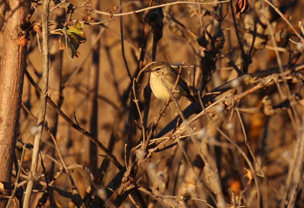 Palm Warbler - Pair of Wing-Nuts