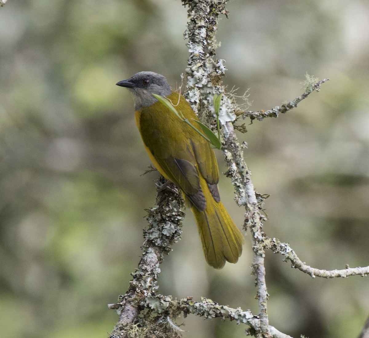 Gray-headed Tanager - ML119351981