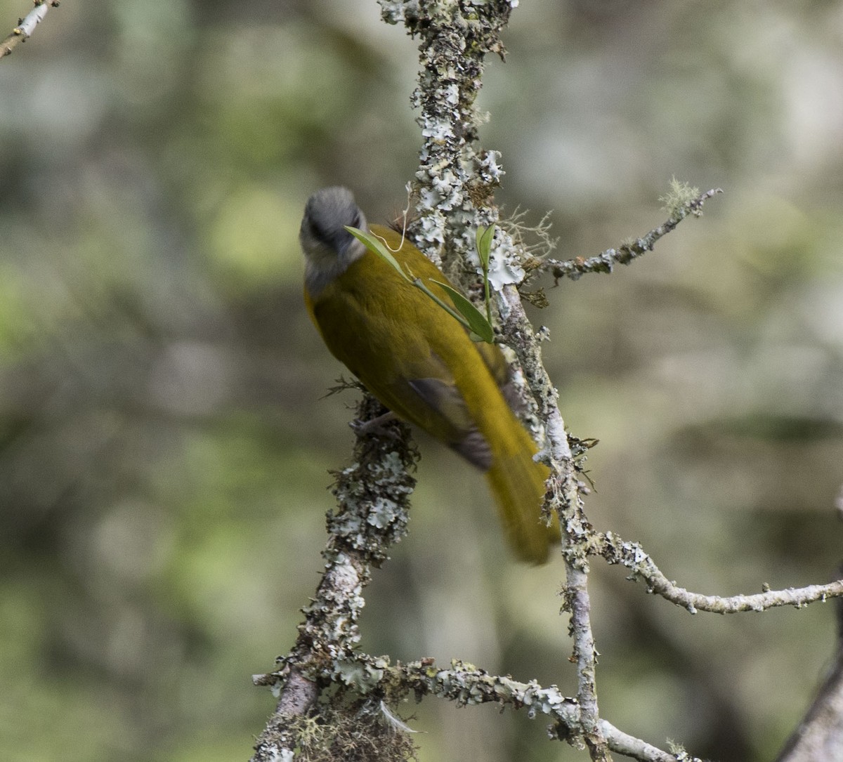 Gray-headed Tanager - ML119352001