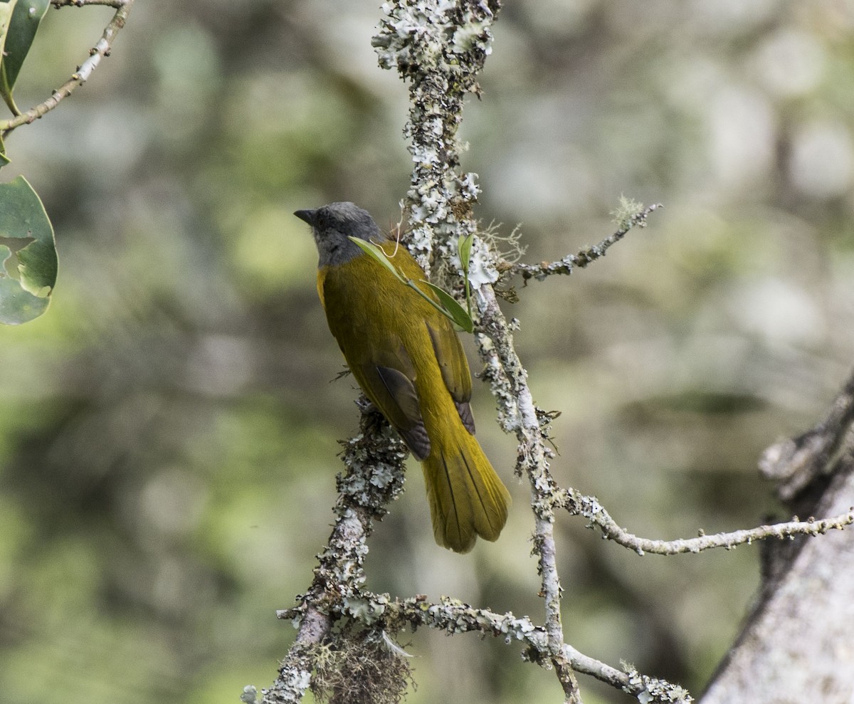 Gray-headed Tanager - ML119352011