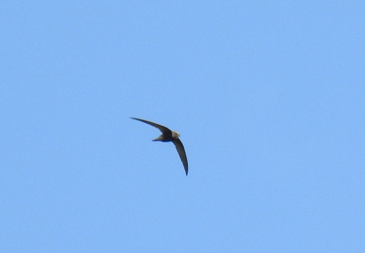 Common Swift - ML119352691