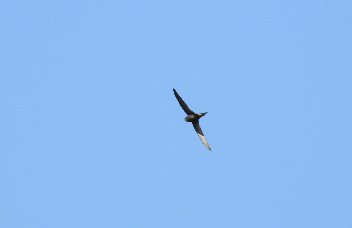 Common Swift - ML119352801