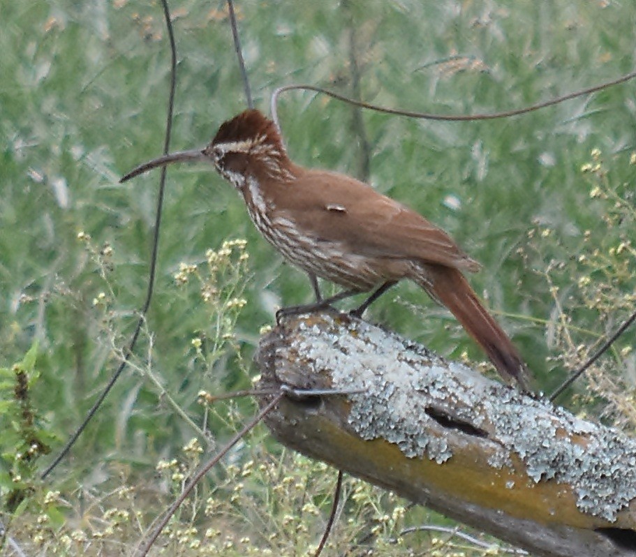 Scimitar-billed Woodcreeper - ML119354431