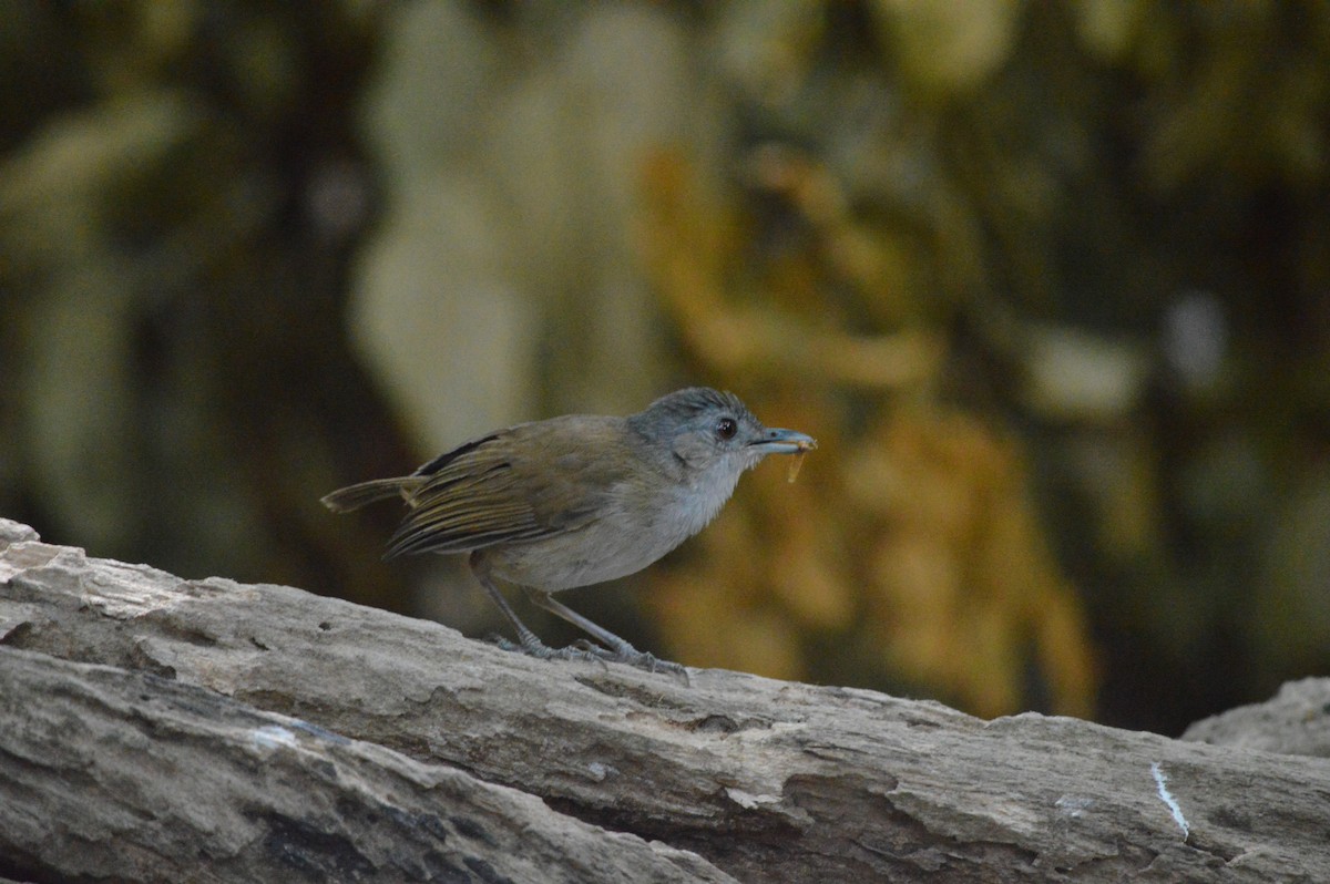 Horsfield's Babbler - ML119355701