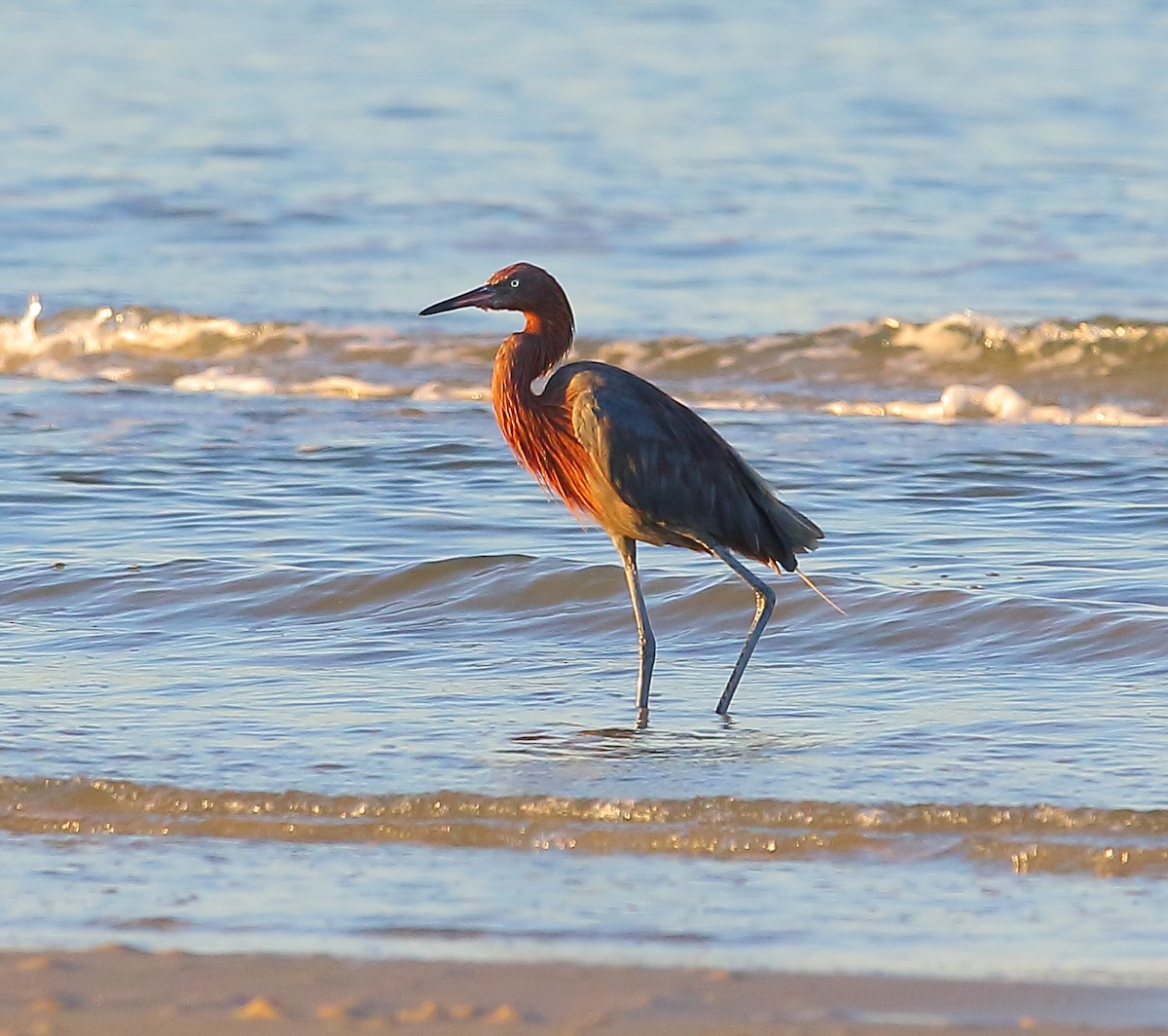 Reddish Egret - Bala Chennupati