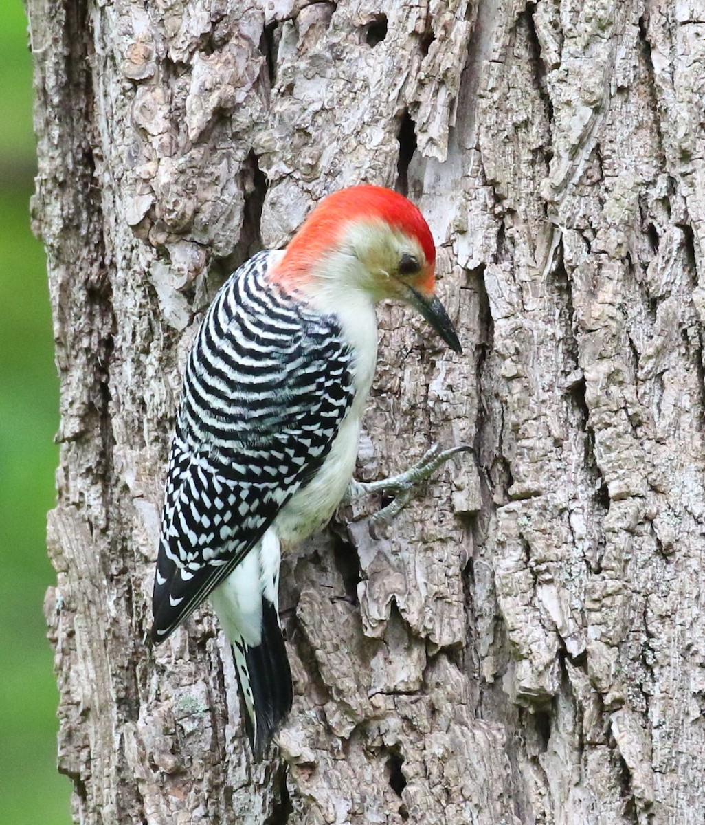 Red-bellied Woodpecker - maggie peretto