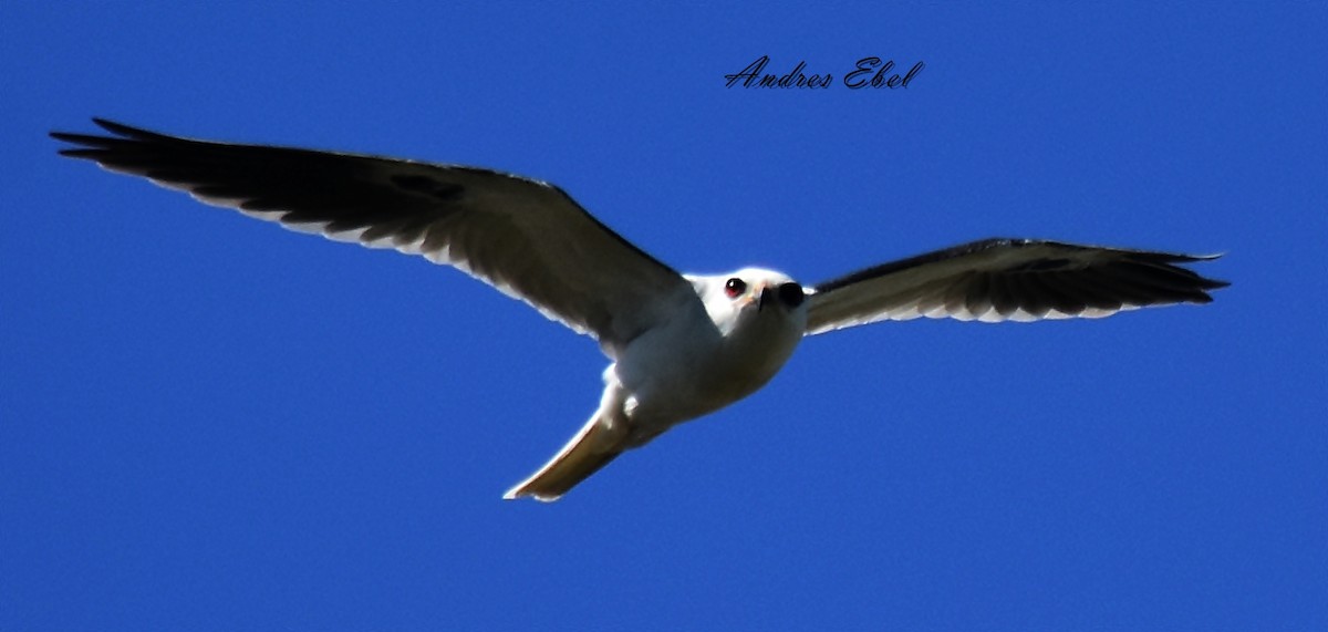 White-tailed Kite - ML119357591