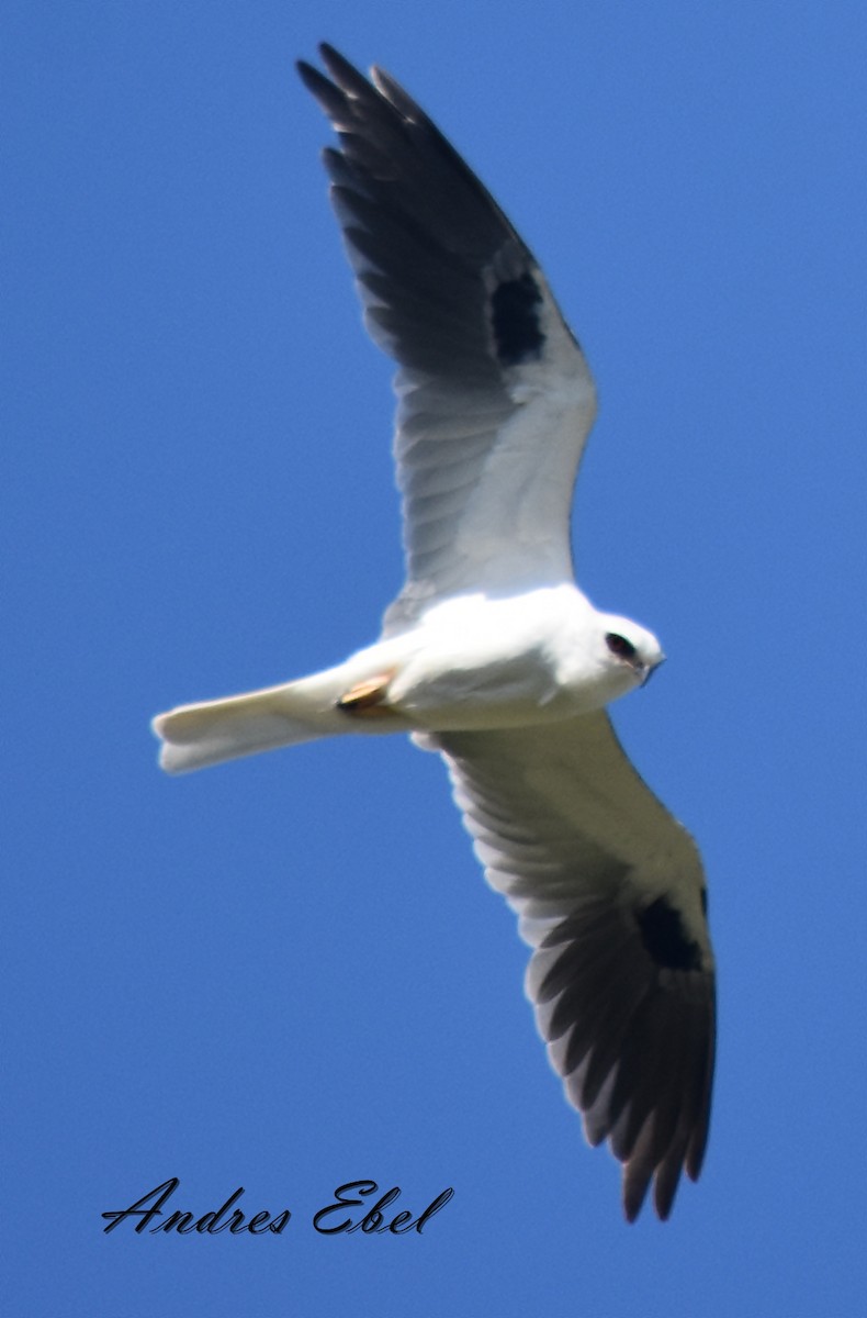 White-tailed Kite - ML119357641