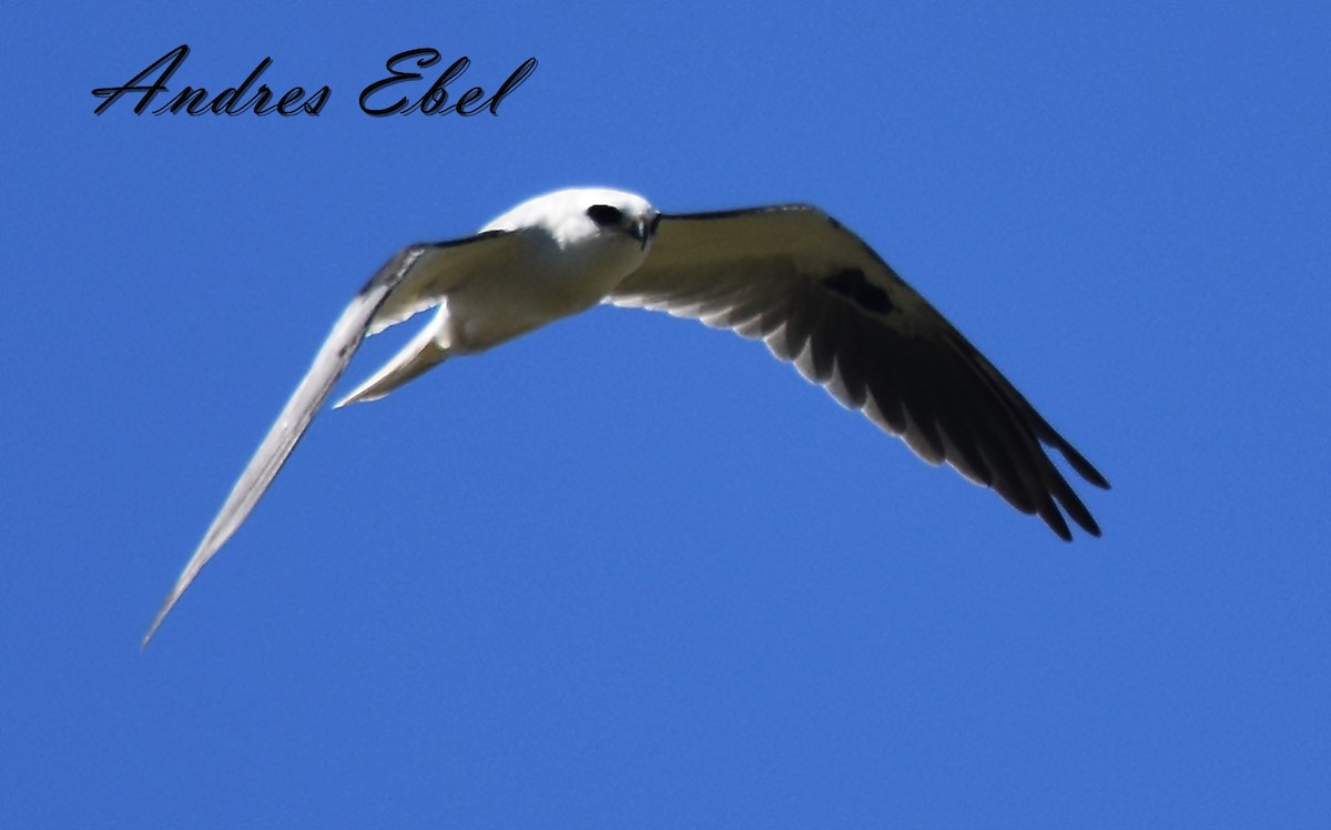 White-tailed Kite - ML119357661