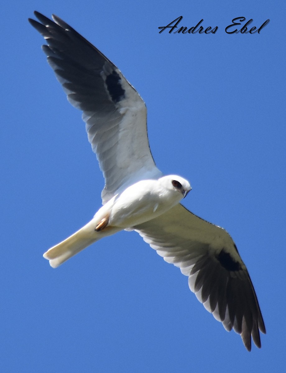 White-tailed Kite - ML119357671