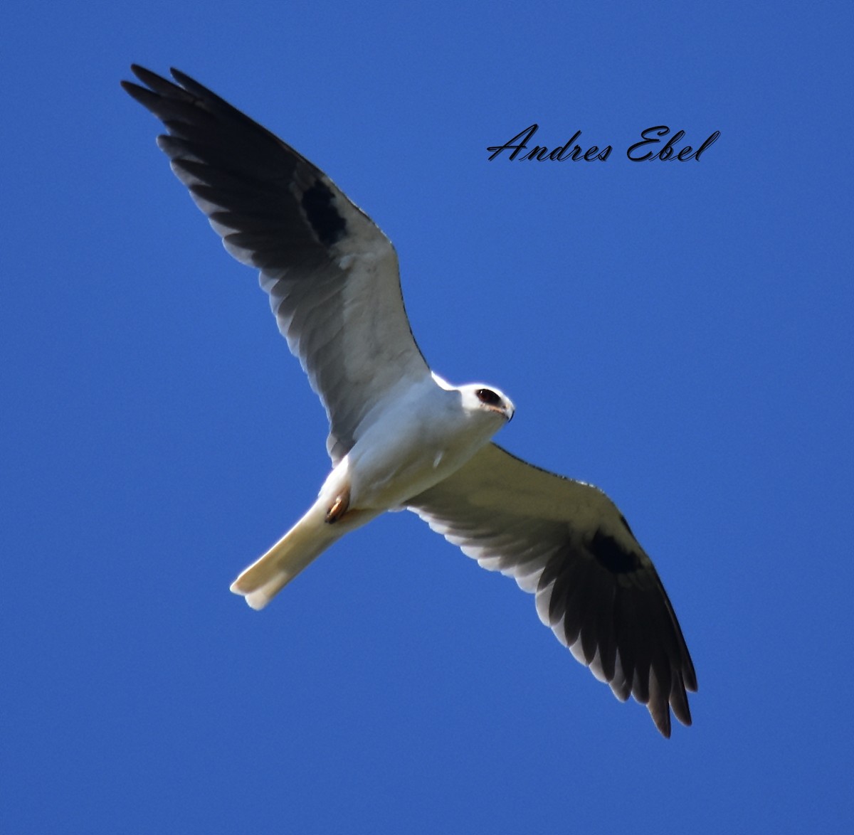 White-tailed Kite - ML119357691