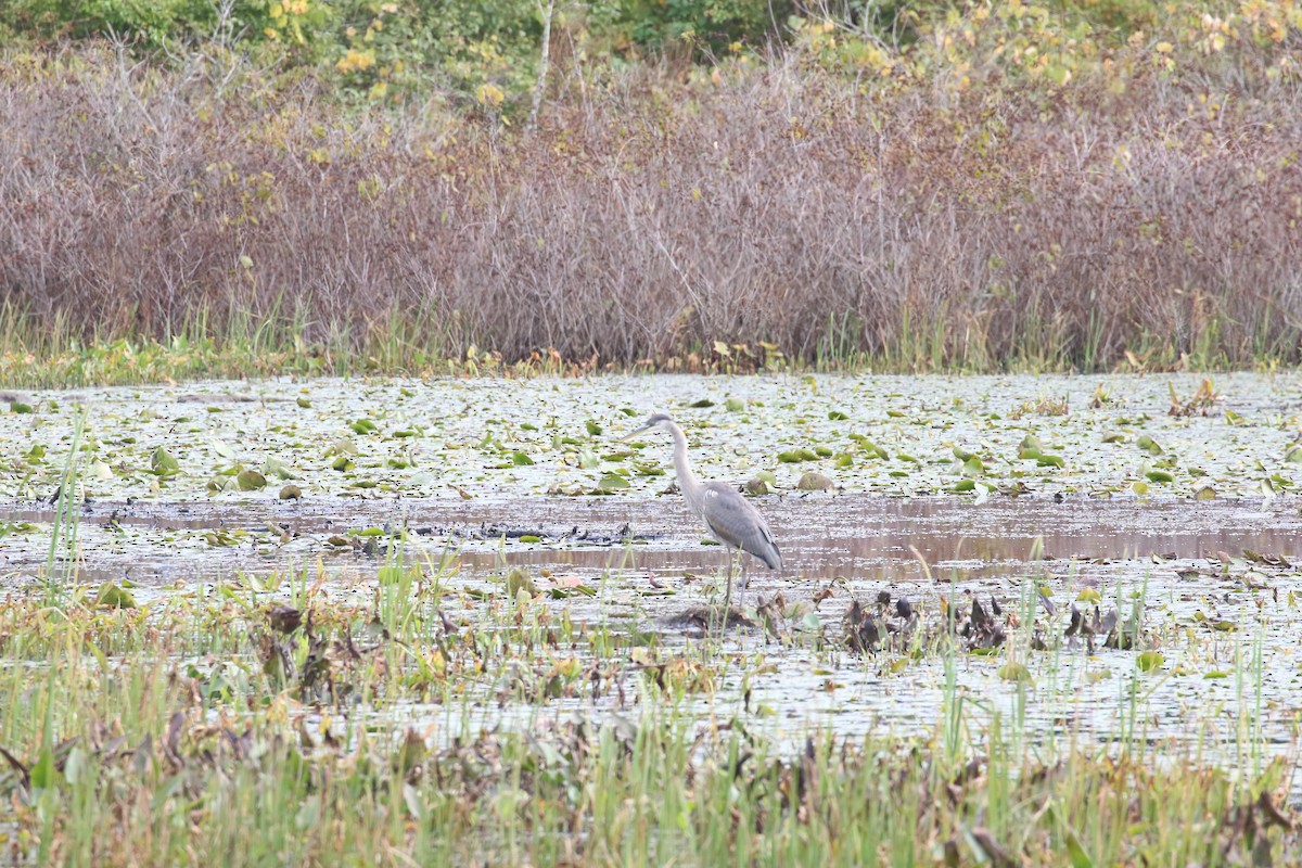 Garza Azulada - ML119357931