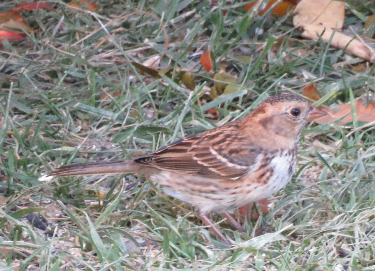 Harris's Sparrow - ML119359601