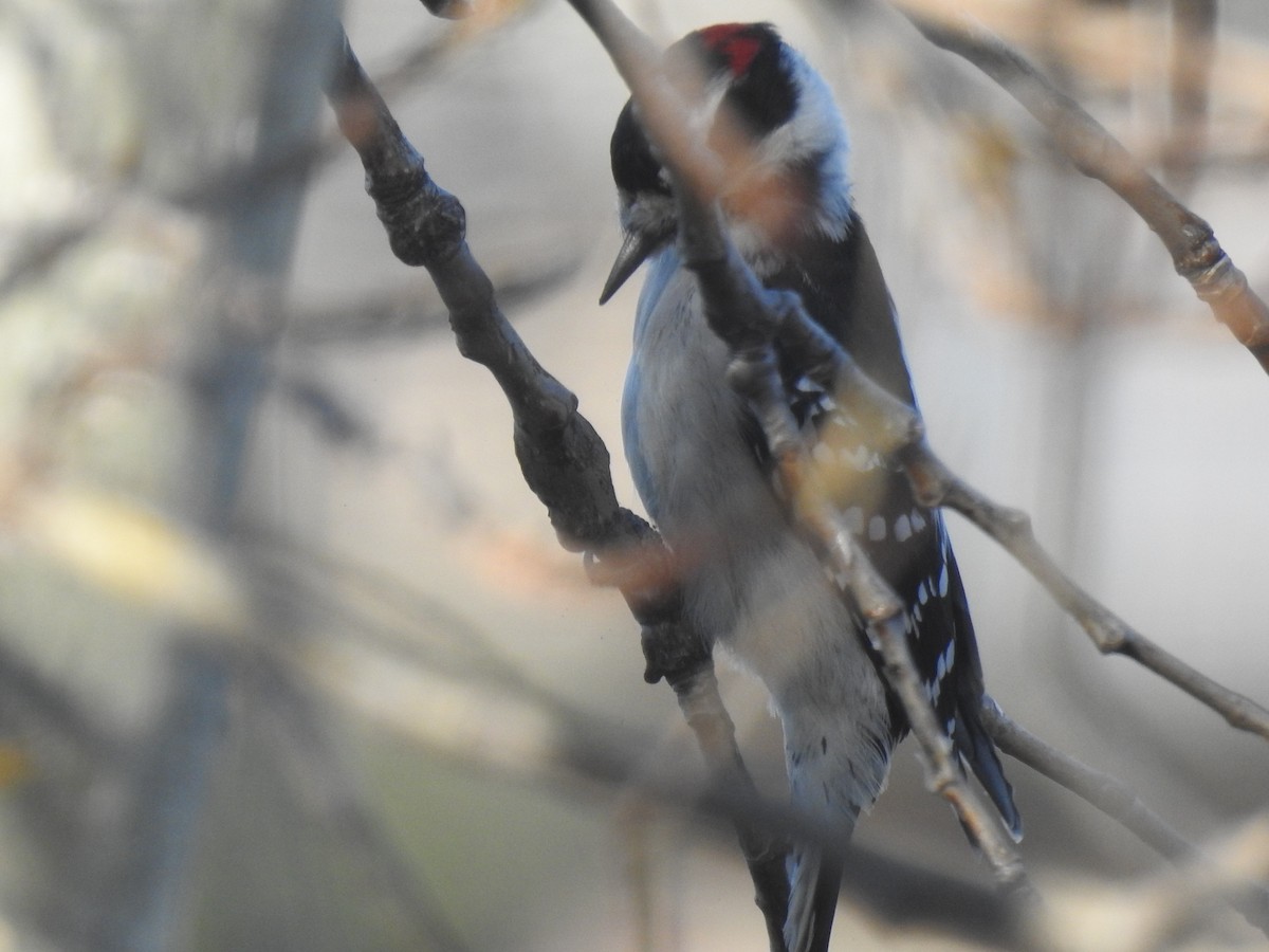 Downy Woodpecker - ML119363071