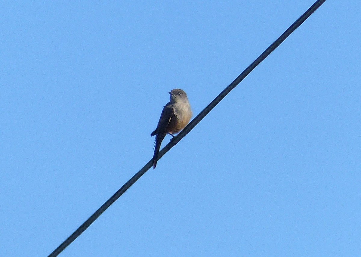 Say's Phoebe - Rob Fowler