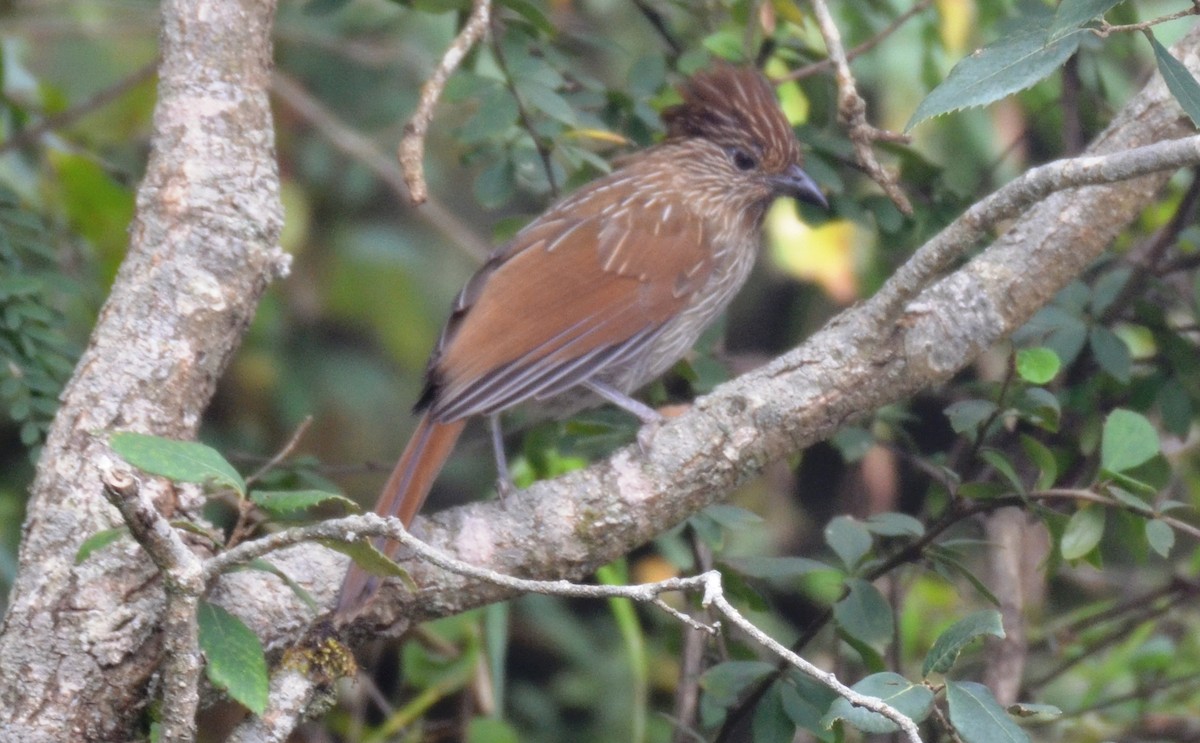 Striated Laughingthrush - ML119364461