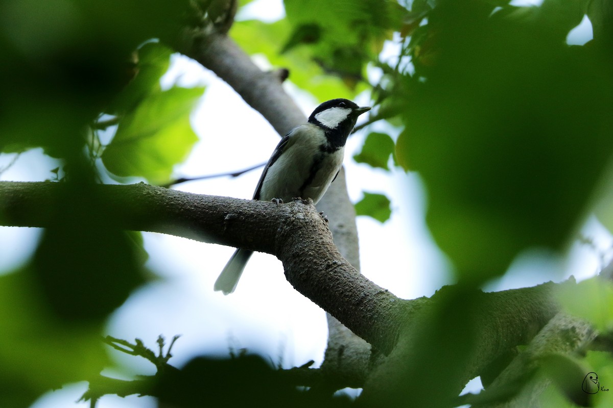 Asian Tit - ML119365471