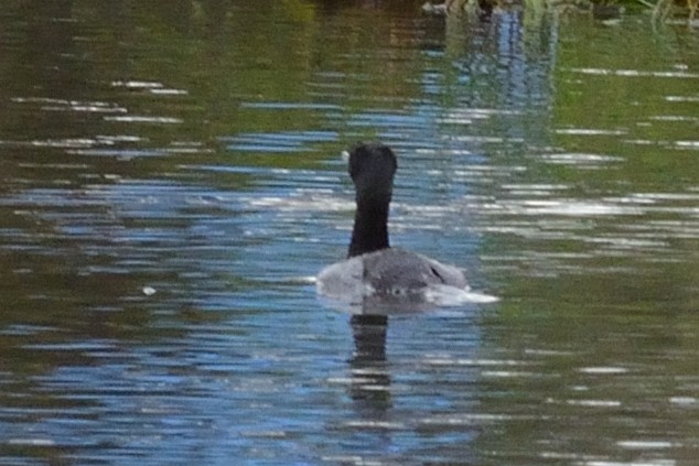 Pelagic Cormorant - ML119366841