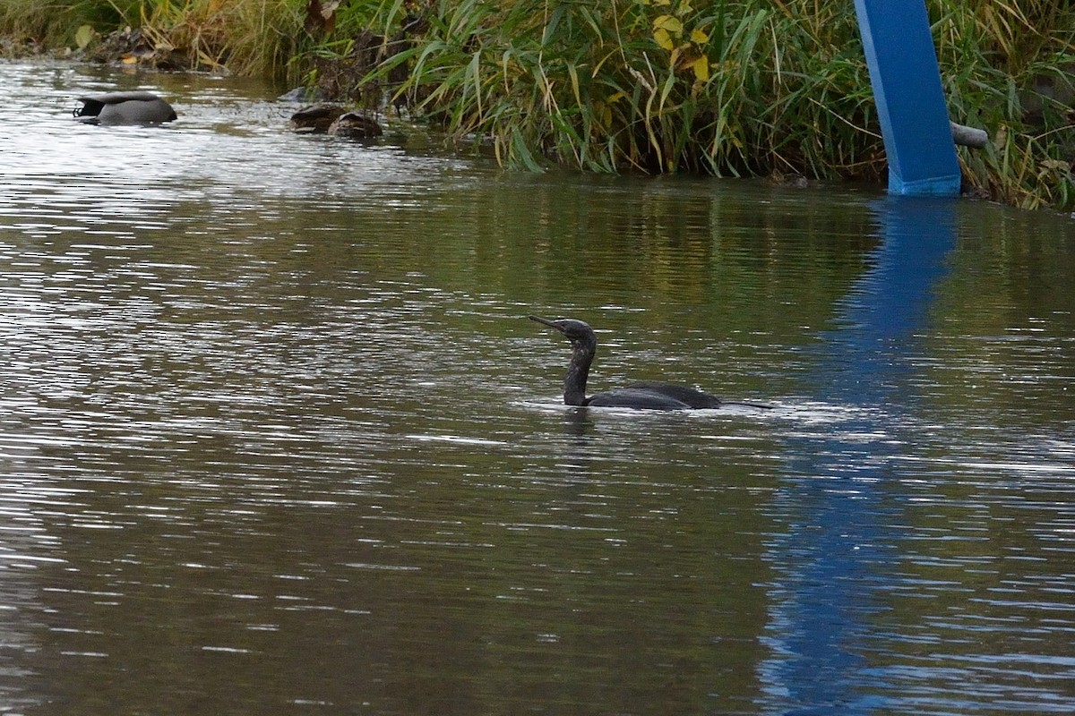 Pelagic Cormorant - ML119366911