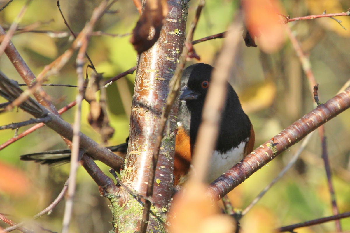 Spotted Towhee - ML119367221