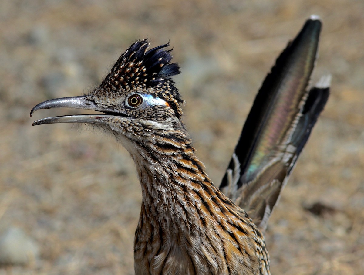 Greater Roadrunner - Kurt Ongman