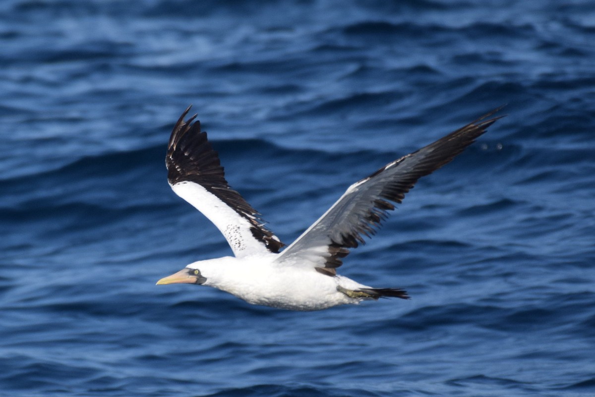 Nazca Booby - Naresh Satyan