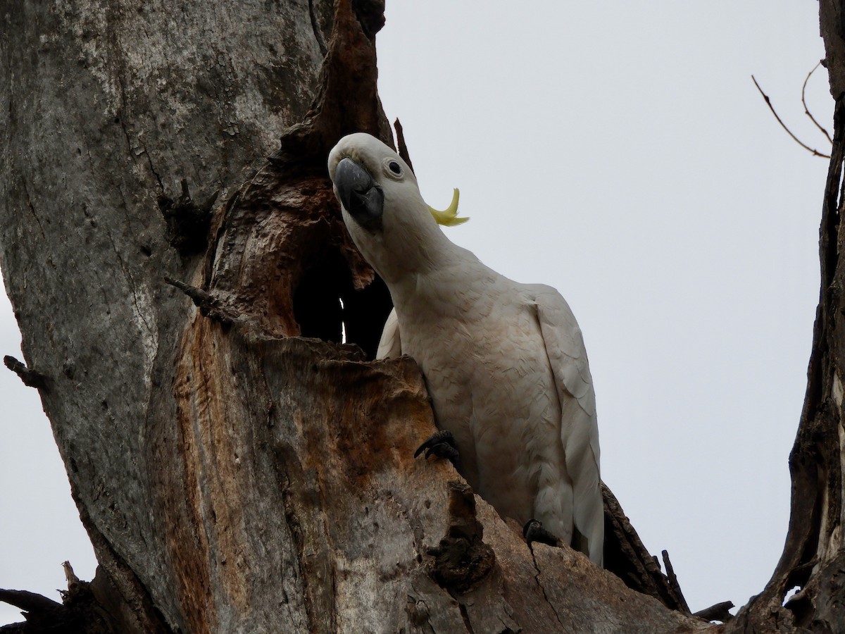 Cacatúa Galerita - ML119370401