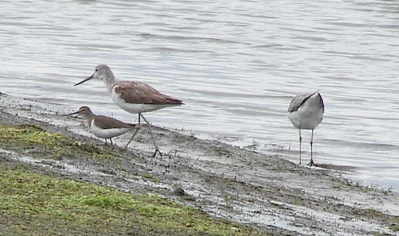 Common Sandpiper - ML119370661