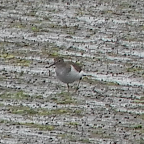 Common Sandpiper - ML119370721