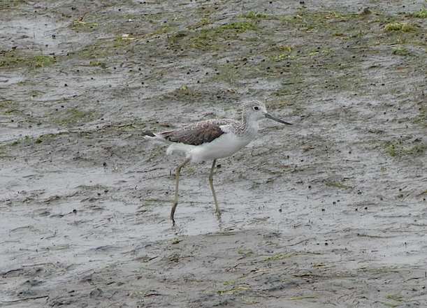 Common Greenshank - ML119370821