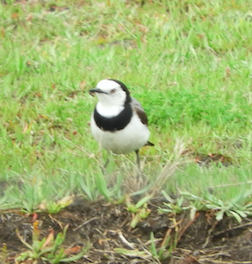 White-fronted Chat - ML119370861