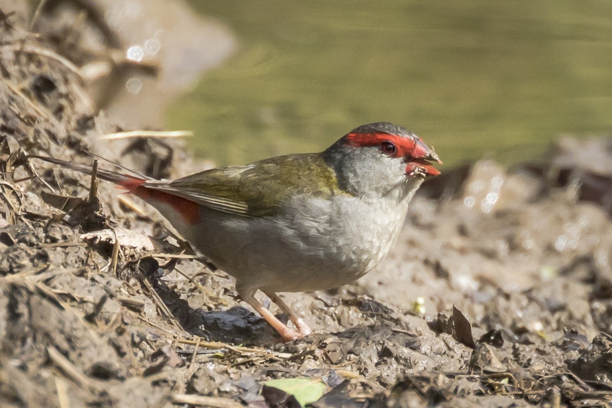 Red-browed Firetail - ML119372461